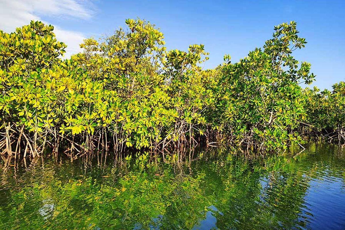 Pengelolaan Mangrove Dinilai Masih Elitis dan "Project-Oriented"